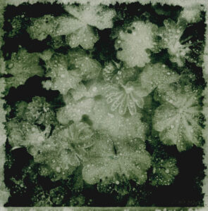 Frauenmantel Bromöldruck