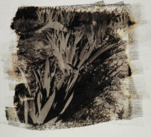 Iris Barbata Salzdruck