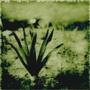 Himalaja-Steppenkerze Steppengarten Berlin