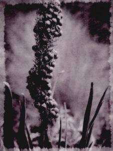 Himalaja-Steppenkerze Steppengarten Berlin