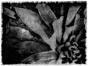 Verbascum Königskerze