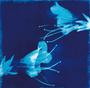 Natternkopf Bromöldruck