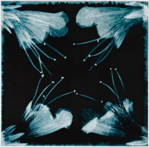 Natternkopf Echium vulgare Steppengarten Unverfügbar Bromöldruck