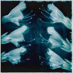 Natternkopf Echium vulgare Steppengarten Unverfügbar Bromöldruck