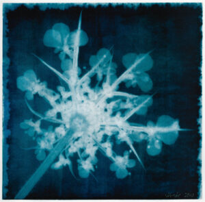 Wilde Möhre Bromöldruck