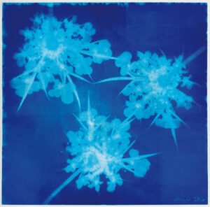 Wilde Möhre Bromöldruck