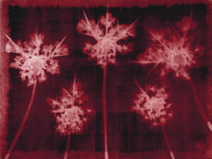 Wilde Möhre Bromöldruck