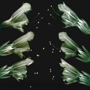 Natternkopf Echium vulgare