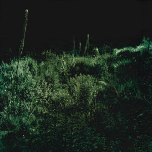 Steppengarten Berlin