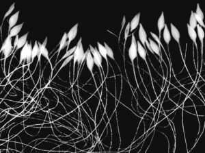 Geum triflorum Fotogramm Dreiblütige Nelkenwurz