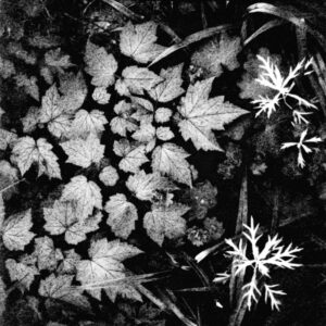 Steppengarten Berlin Unverfügbar