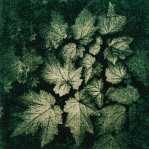 Steppengarten Berlin Unverfügbar