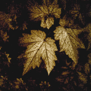 Steppengarten Berlin Unverfügbar