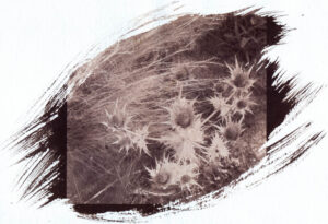 Eryngium giganteum Riesen-Mannstreu Salzdruck