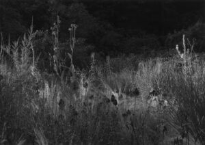 Steppengarten first light