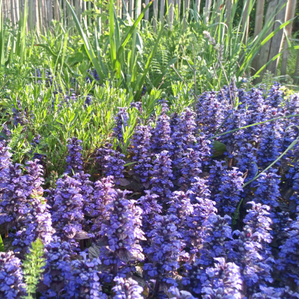 Ajuga reptans