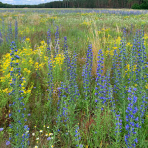 Wildblumenwiese Sommer