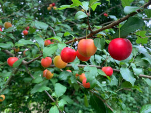 Prunus_cerasifera Prunus cerasifera Wilde Mirabellen, wilde Pflaumen